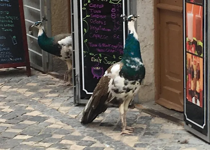 Castle Appartement *